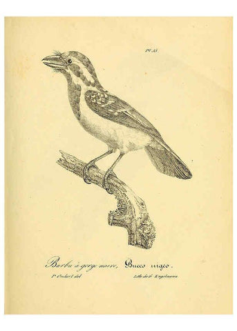 Reproducción/Reproduction 6001907445: La galerie des oiseaux Paris :Carpentier-Méricourt,1834