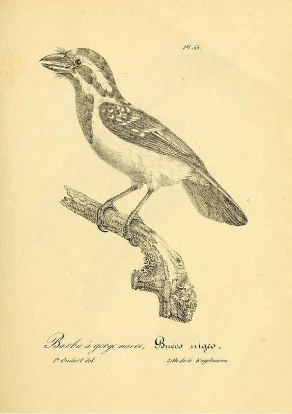 Reproducción/Reproduction 6001907445: La galerie des oiseaux Paris :Carpentier-Méricourt,1834