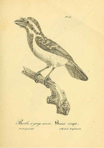 Reproducción/Reproduction 6001907445: La galerie des oiseaux Paris :Carpentier-Méricourt,1834