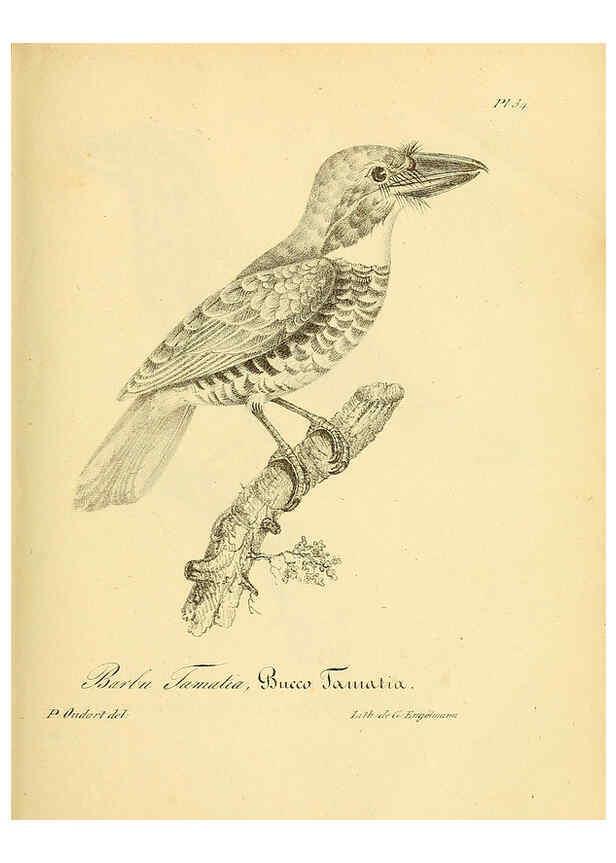 Reproducción/Reproduction 6002455986: La galerie des oiseaux Paris :Carpentier-Méricourt,1834