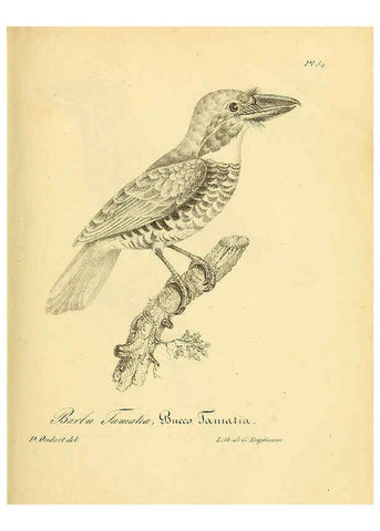 Reproducción/Reproduction 6002455986: La galerie des oiseaux Paris :Carpentier-Méricourt,1834