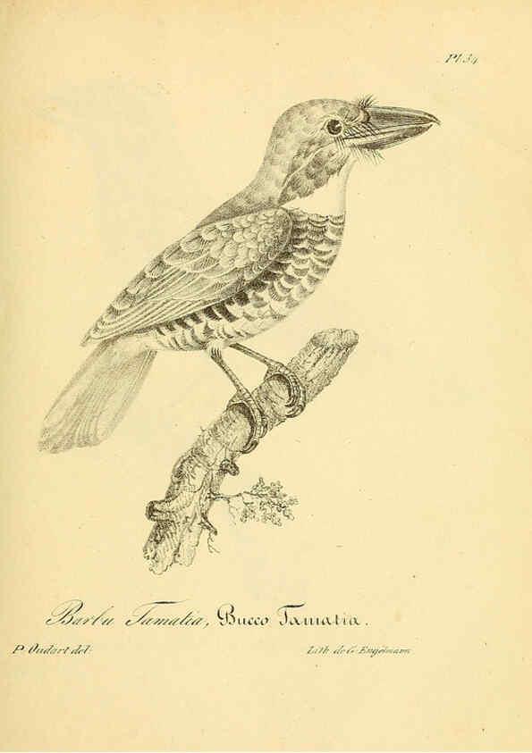 Reproducción/Reproduction 6002455986: La galerie des oiseaux Paris :Carpentier-Méricourt,1834