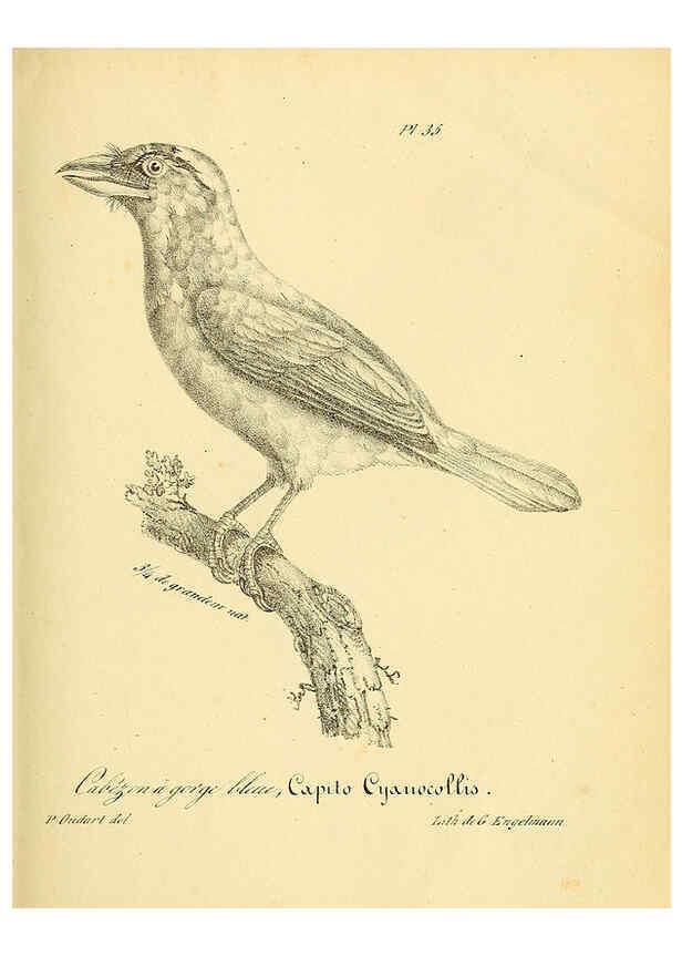 Reproducción/Reproduction 6001908081: La galerie des oiseaux Paris :Carpentier-Méricourt,1834