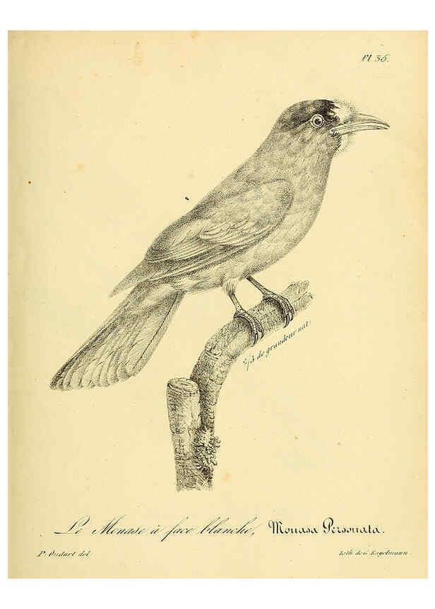 Reproducción/Reproduction 6002456660: La galerie des oiseaux Paris :Carpentier-Méricourt,1834