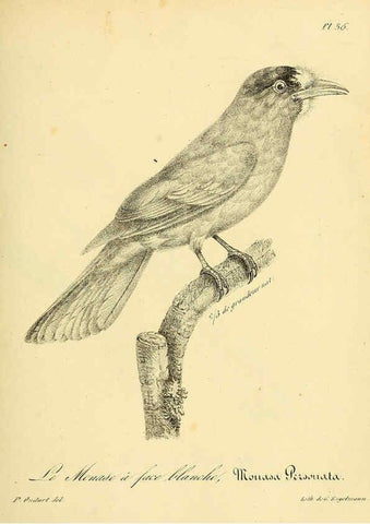 Reproducción/Reproduction 6002456660: La galerie des oiseaux Paris :Carpentier-Méricourt,1834