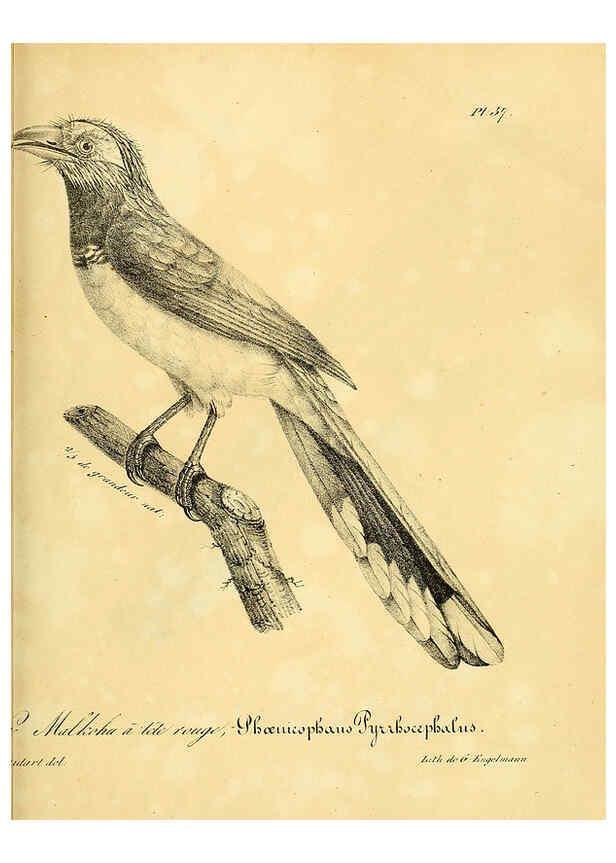 Reproducción/Reproduction 6002457020: La galerie des oiseaux Paris :Carpentier-Méricourt,1834