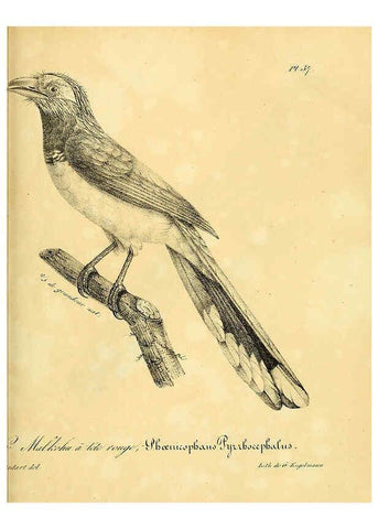Reproducción/Reproduction 6002457020: La galerie des oiseaux Paris :Carpentier-Méricourt,1834
