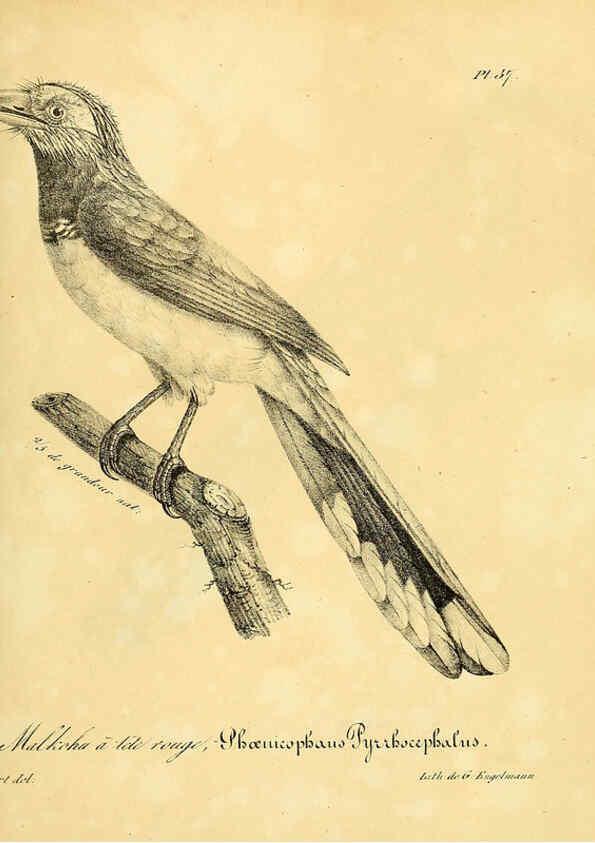 Reproducción/Reproduction 6002457020: La galerie des oiseaux Paris :Carpentier-Méricourt,1834