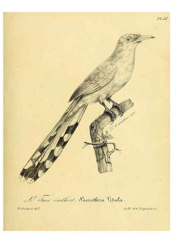 Reproducción/Reproduction 6001909041: La galerie des oiseaux Paris :Carpentier-Méricourt,1834