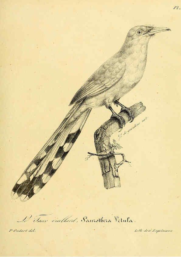 Reproducción/Reproduction 6001909041: La galerie des oiseaux Paris :Carpentier-Méricourt,1834