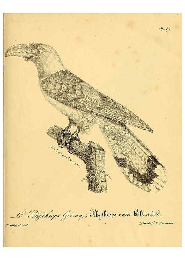 Reproducción/Reproduction 6001909377: La galerie des oiseaux Paris :Carpentier-Méricourt,1834