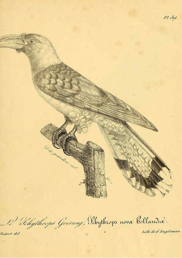 Reproducción/Reproduction 6001909377: La galerie des oiseaux Paris :Carpentier-Méricourt,1834