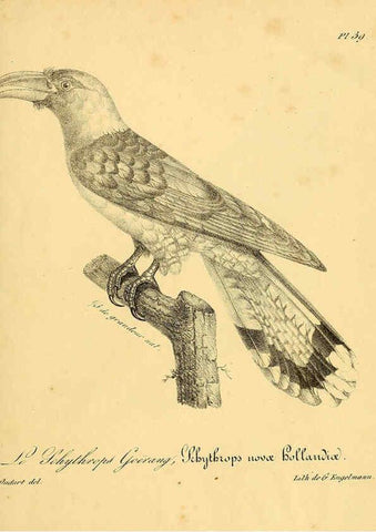 Reproducción/Reproduction 6001909377: La galerie des oiseaux Paris :Carpentier-Méricourt,1834