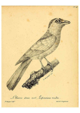 Reproducción/Reproduction 6002458052: La galerie des oiseaux Paris :Carpentier-Méricourt,1834