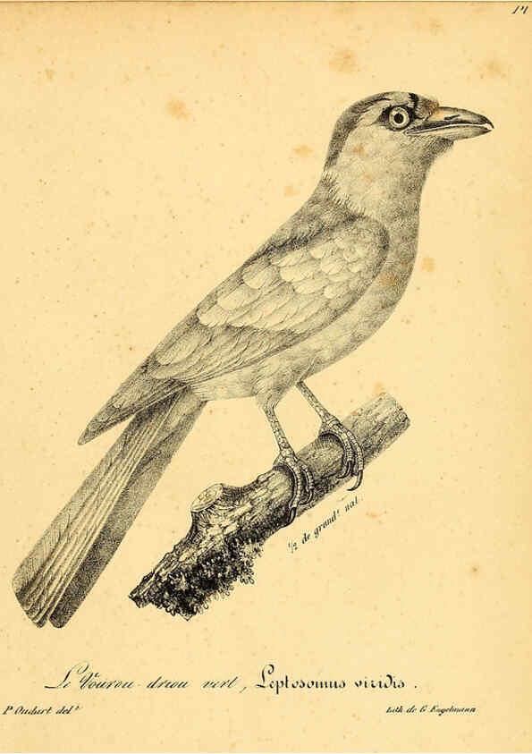 Reproducción/Reproduction 6002458052: La galerie des oiseaux Paris :Carpentier-Méricourt,1834