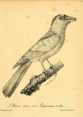 Reproducción/Reproduction 6002458052: La galerie des oiseaux Paris :Carpentier-Méricourt,1834