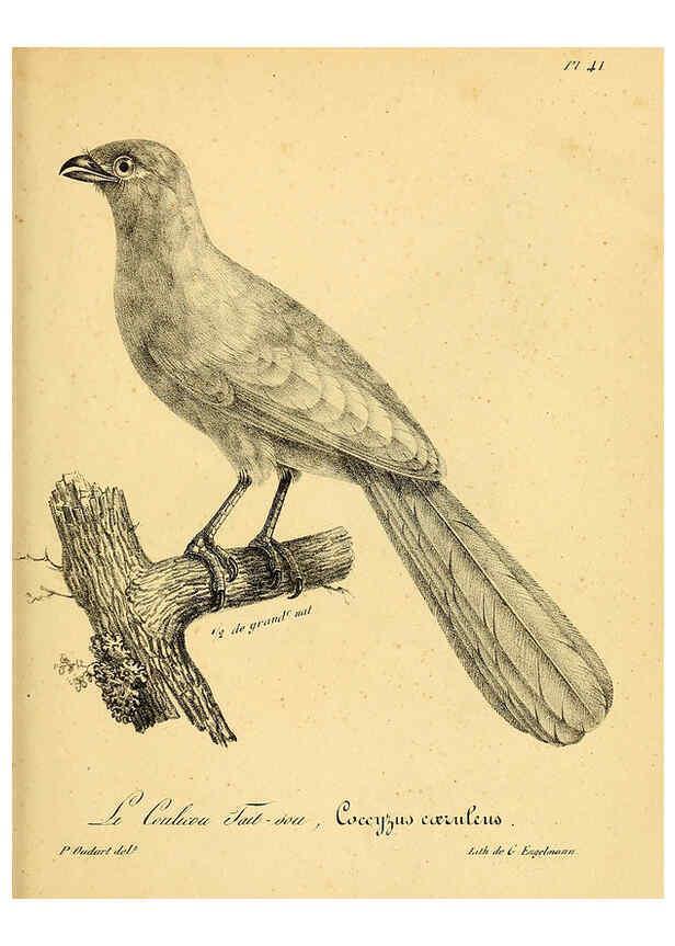 Reproducción/Reproduction 6002458300: La galerie des oiseaux Paris :Carpentier-Méricourt,1834
