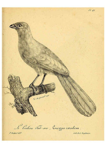 Reproducción/Reproduction 6002458300: La galerie des oiseaux Paris :Carpentier-Méricourt,1834