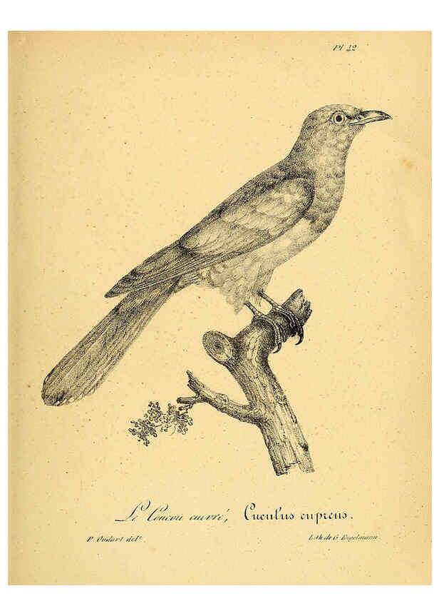 Reproducción/Reproduction 6002458658: La galerie des oiseaux Paris :Carpentier-Méricourt,1834