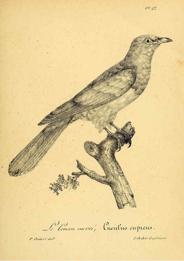 Reproducción/Reproduction 6002458658: La galerie des oiseaux Paris :Carpentier-Méricourt,1834