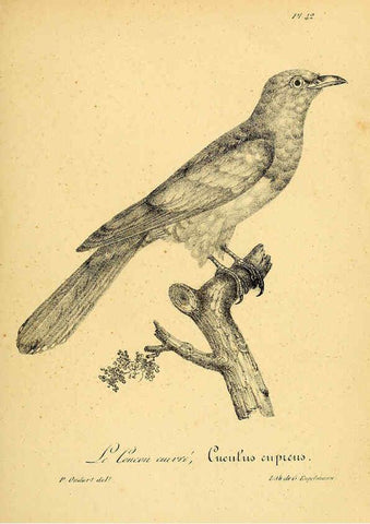 Reproducción/Reproduction 6002458658: La galerie des oiseaux Paris :Carpentier-Méricourt,1834
