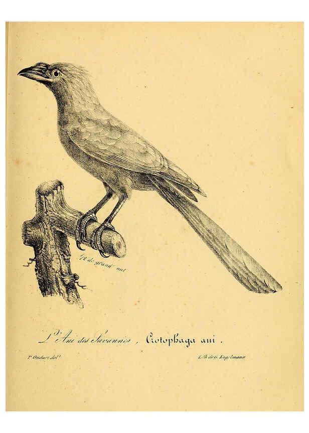 Reproducción/Reproduction 6002459088: La galerie des oiseaux Paris :Carpentier-Méricourt,1834