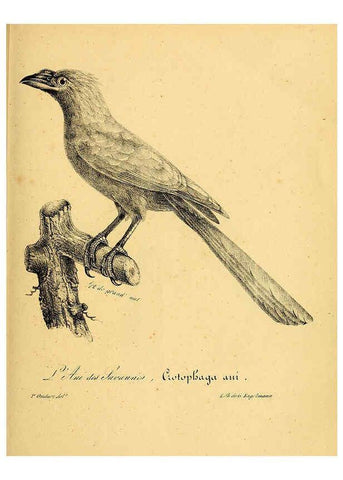 Reproducción/Reproduction 6002459088: La galerie des oiseaux Paris :Carpentier-Méricourt,1834