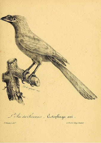 Reproducción/Reproduction 6002459088: La galerie des oiseaux Paris :Carpentier-Méricourt,1834