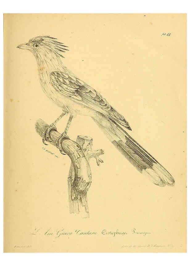 Reproducción/Reproduction 6002459400: La galerie des oiseaux Paris :Carpentier-Méricourt,1834