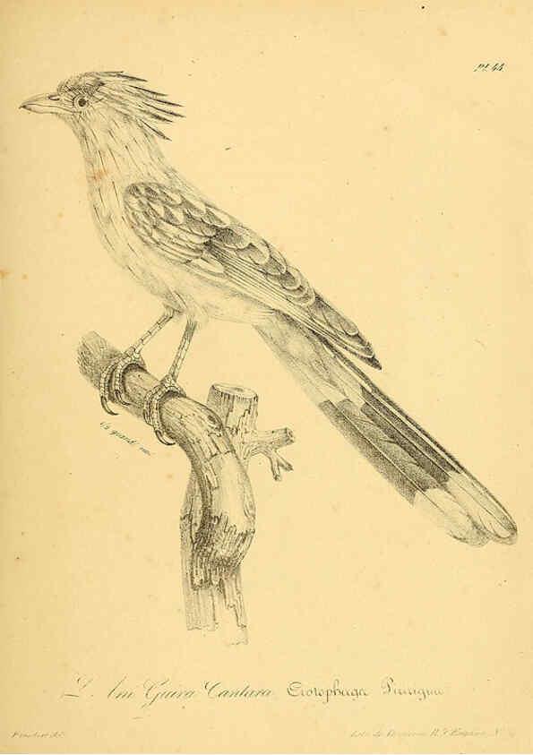 Reproducción/Reproduction 6002459400: La galerie des oiseaux Paris :Carpentier-Méricourt,1834