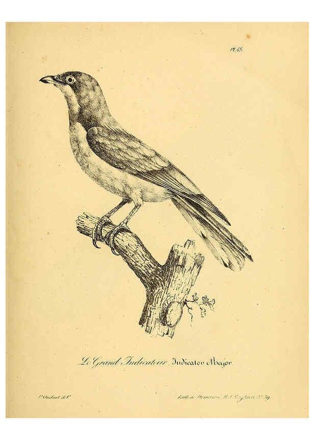 Reproducción/Reproduction 6002459782: La galerie des oiseaux Paris :Carpentier-Méricourt,1834