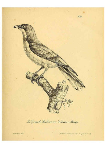 Reproducción/Reproduction 6002459782: La galerie des oiseaux Paris :Carpentier-Méricourt,1834