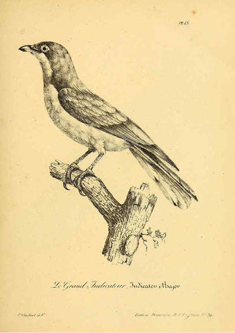 Reproducción/Reproduction 6002459782: La galerie des oiseaux Paris :Carpentier-Méricourt,1834