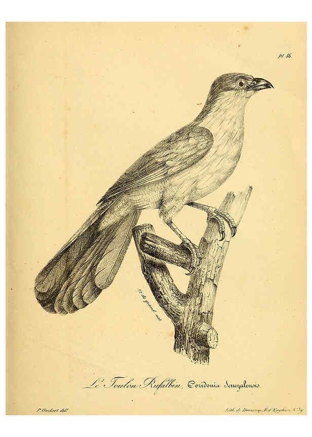 Reproducción/Reproduction 6001911729: La galerie des oiseaux Paris :Carpentier-Méricourt,1834