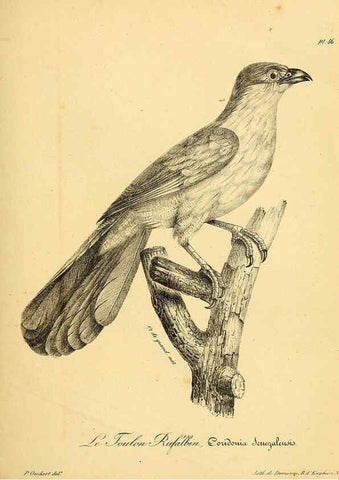 Reproducción/Reproduction 6001911729: La galerie des oiseaux Paris :Carpentier-Méricourt,1834