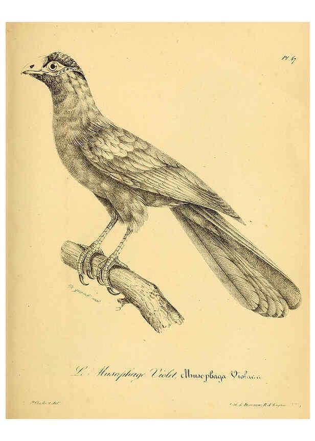 Reproducción/Reproduction 6001912107: La galerie des oiseaux Paris :Carpentier-Méricourt,1834