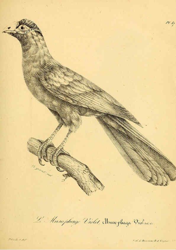 Reproducción/Reproduction 6001912107: La galerie des oiseaux Paris :Carpentier-Méricourt,1834