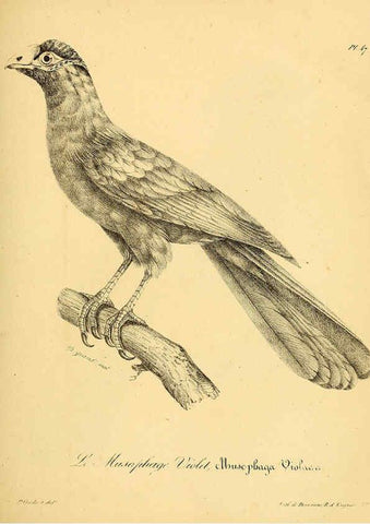 Reproducción/Reproduction 6001912107: La galerie des oiseaux Paris :Carpentier-Méricourt,1834