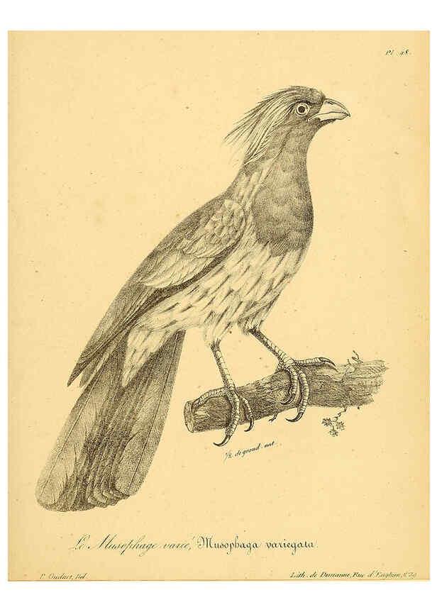 Reproducción/Reproduction 6002460678: La galerie des oiseaux Paris :Carpentier-Méricourt,1834