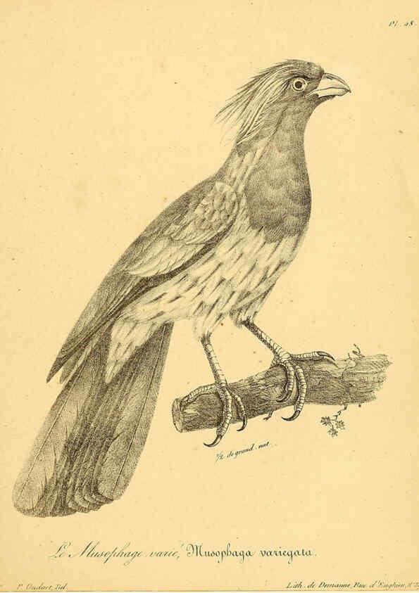 Reproducción/Reproduction 6002460678: La galerie des oiseaux Paris :Carpentier-Méricourt,1834