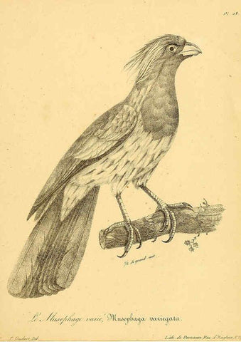 Reproducción/Reproduction 6002460678: La galerie des oiseaux Paris :Carpentier-Méricourt,1834
