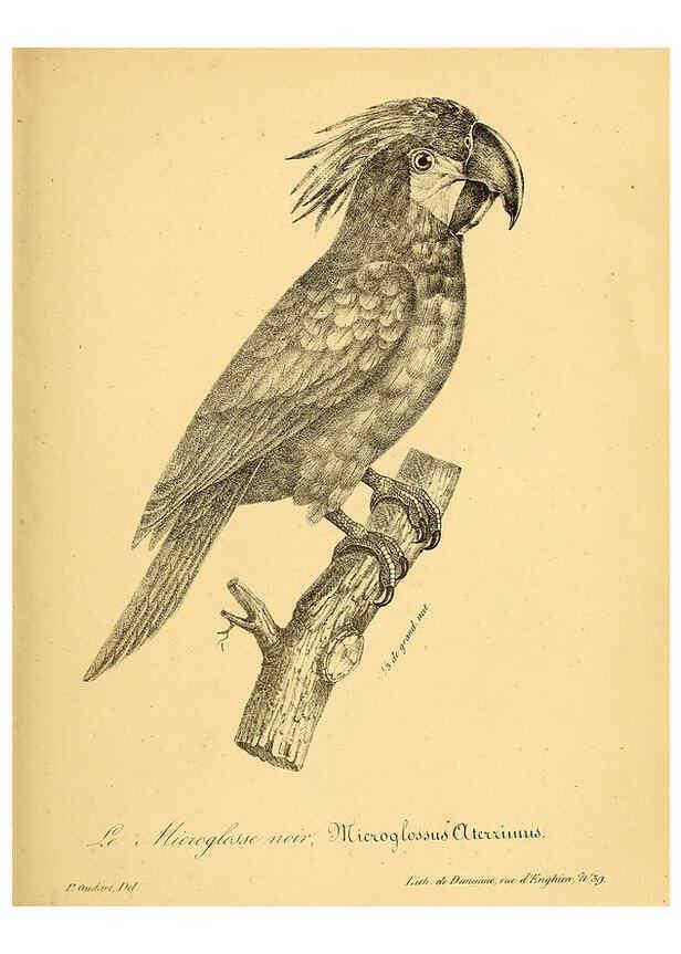 Reproducción/Reproduction 6002461284: La galerie des oiseaux Paris :Carpentier-Méricourt,1834