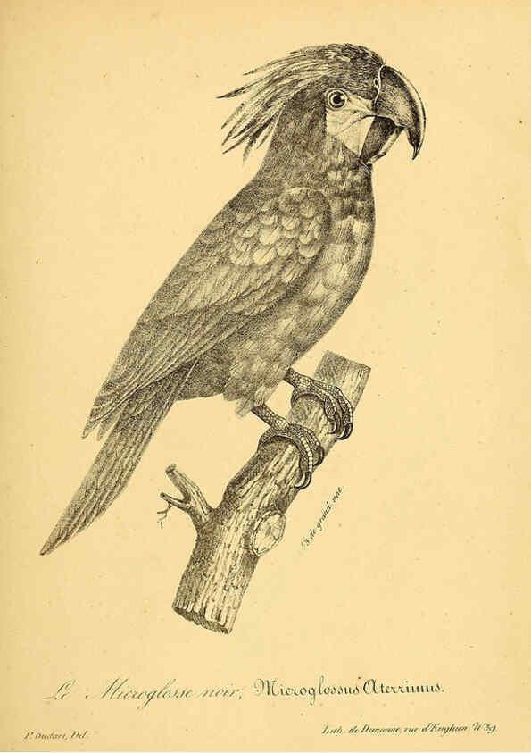 Reproducción/Reproduction 6002461284: La galerie des oiseaux Paris :Carpentier-Méricourt,1834