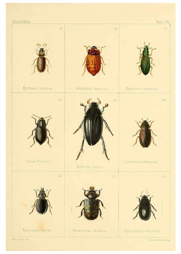 Reproducción/Reproduction 5987272995: British beetles London,Bell and Daldy,1863