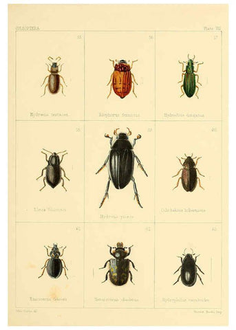 Reproducción/Reproduction 5987272995: British beetles London,Bell and Daldy,1863