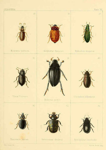 Reproducción/Reproduction 5987272995: British beetles London,Bell and Daldy,1863