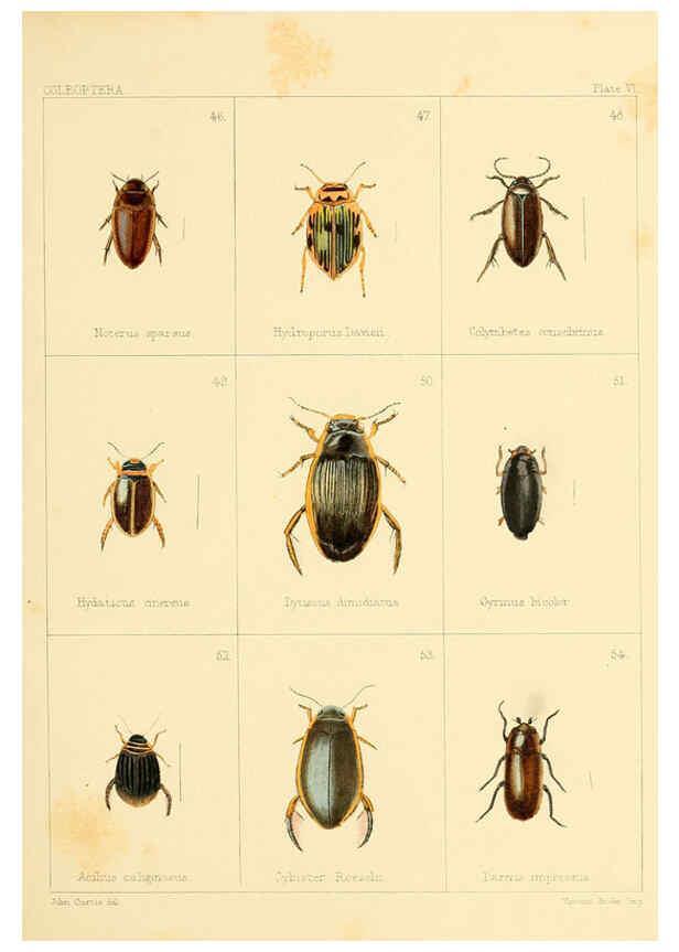 Reproducción/Reproduction 5987272847: British beetles London,Bell and Daldy,1863