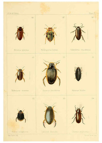 Reproducción/Reproduction 5987272847: British beetles London,Bell and Daldy,1863