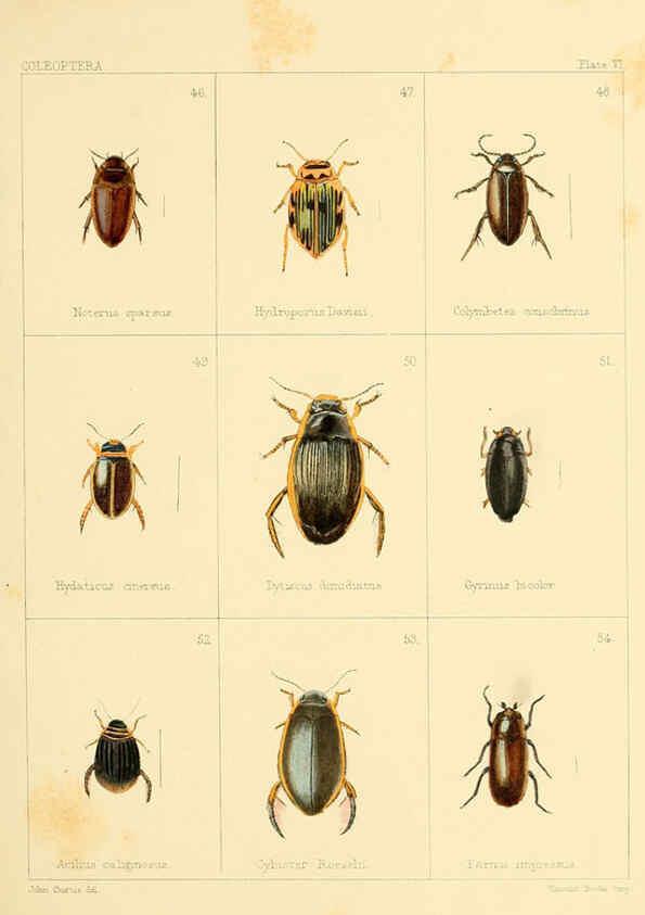 Reproducción/Reproduction 5987272847: British beetles London,Bell and Daldy,1863