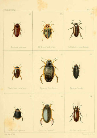 Reproducción/Reproduction 5987272847: British beetles London,Bell and Daldy,1863